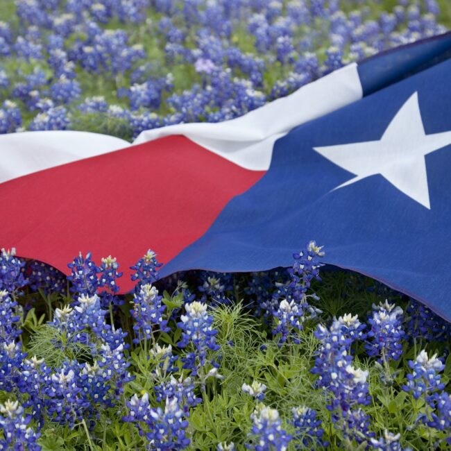 Texas Flag in Field of Bluebonnets